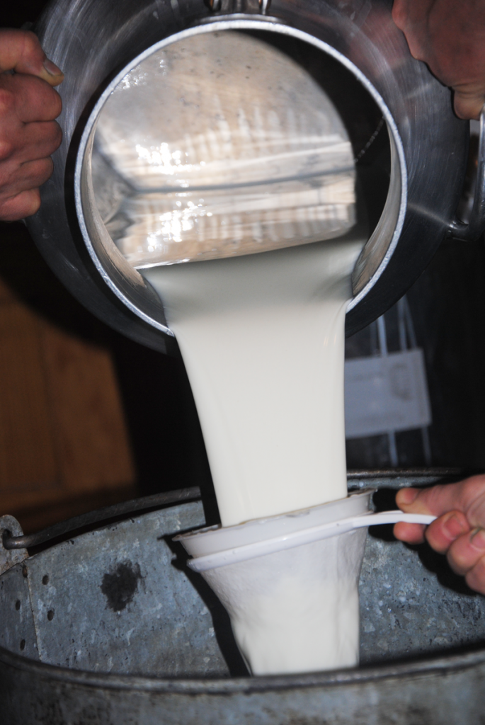 Colando la leche de cabra antes de cuajarla para la elaboración del queso