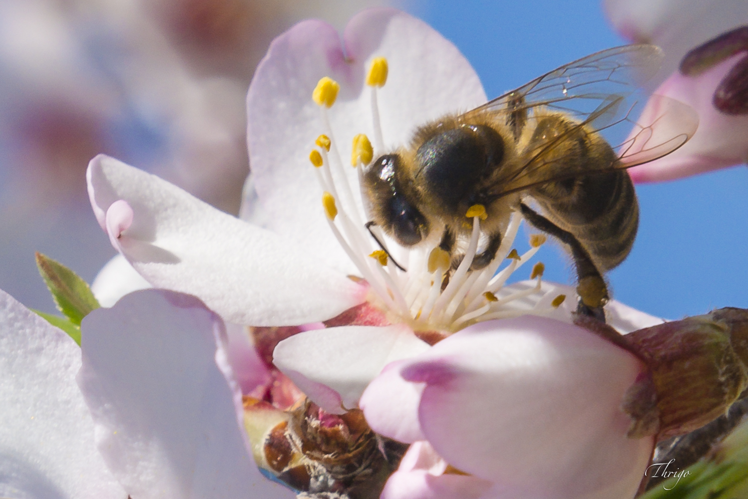 Flor de almendro abejas, el origen de la miel y las ⋆ La Verata Barata - Tienda Online Productos Extremeños Gourmet